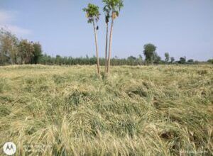 Photo of अंजनगाव तालुक्यात वादळी पावसाने गहू, पिकाचे नुकसान