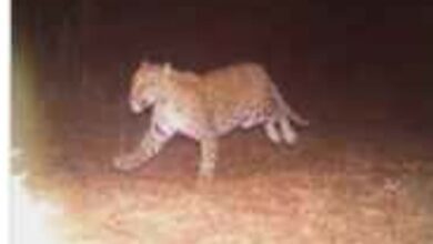 Photo of बापाने 6 वर्षाच्या चिमुकलीला बिबट्याच्या तावडीतून सोडवले.