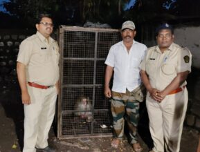 Photo of घाटंजी तालुक्यातील सीमावर्ती ताडसावळी येथील लालतोंडी उपद्रवी माकडांना अखेर केले पिंजऱ्यात जेरबंद