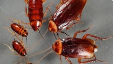 Photo of झुरळ (काक्रोच) पळविण्यासाठी धामणे आजीबाईंनी सांगितले आहेत काही घरगुती उपाय