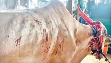Photo of बिबट्या आला अंगावर बैलाने घेतले शिंगावर