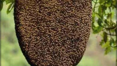 Photo of तिने 20 बालकांना केले सुरक्षित नंतरच सोडला जीव