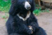 Photo of नागपूर–अमरावती हायवेवर दर्ग्यासमोरील चबुत-यावर चक्क अस्वल दिसले