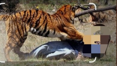 Photo of अन् पत्नीला वाचविण्यासाठी तो वाघिणीशी लढला 